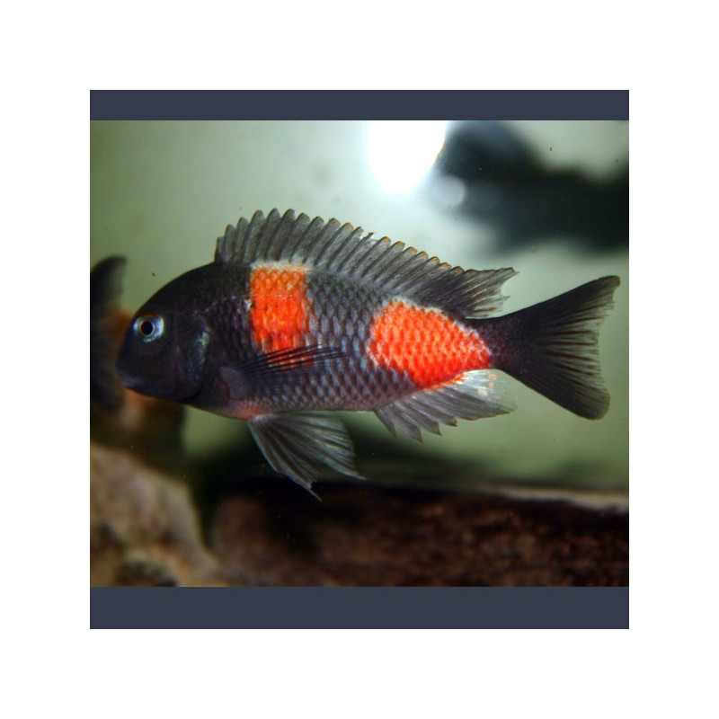 Tropheus Moorii  Bulu Point Kirschfleck 5-6cm